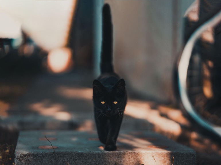 A black cat walking towards the photographer