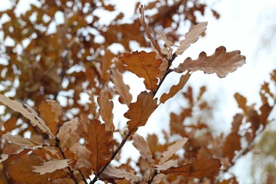 An oak tree branch, an important part of Chrrstmas in Serbia.