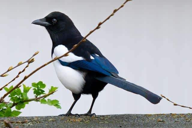 Alt tag: A magpie illustrating one of Serbian tongue twisters.