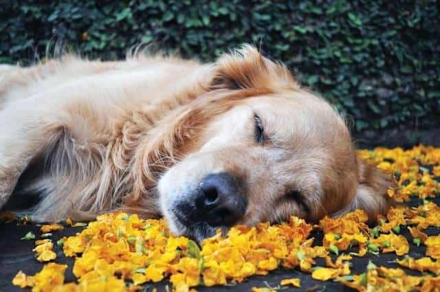 A golden retriever lying on a pile of yellow flowers.