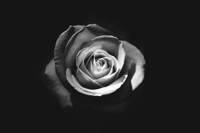 A grayscale photo of a rose.