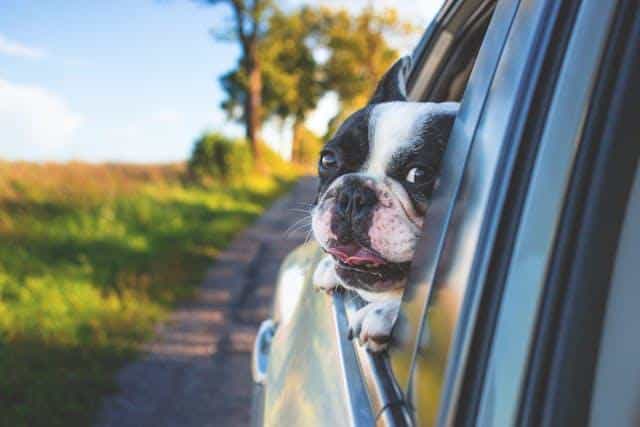 A dog peeping through a moving car window, illustrating an article for people who wish to move to Serbia with pets